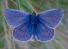 Ray Brightman - Small Blue Butterfly.jpg